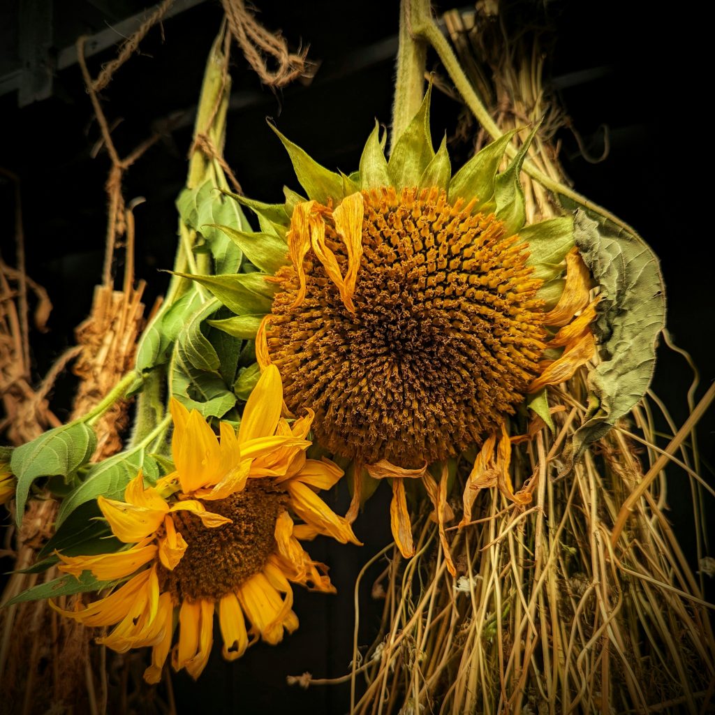 Drying Sunflower heads
