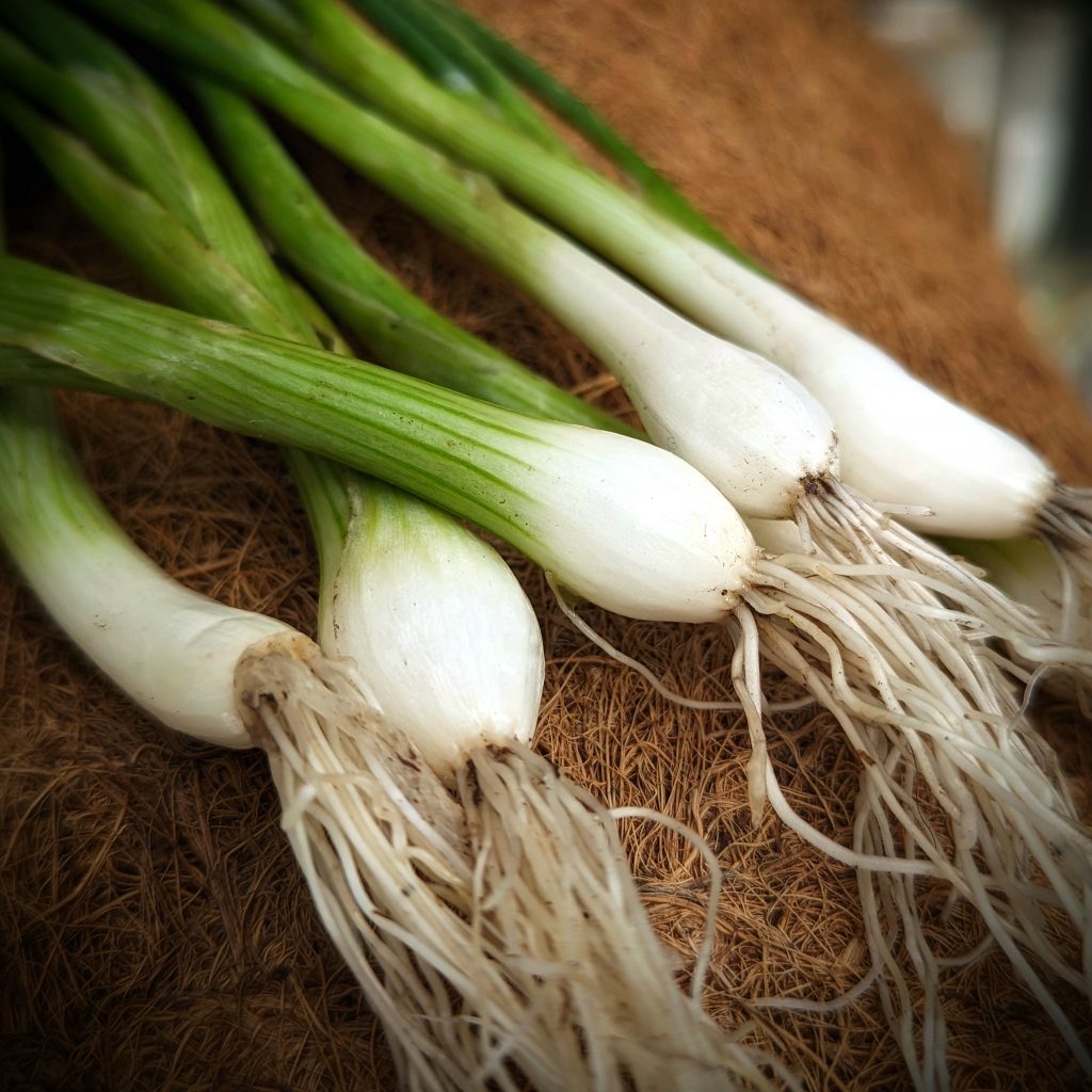 Spring onions 