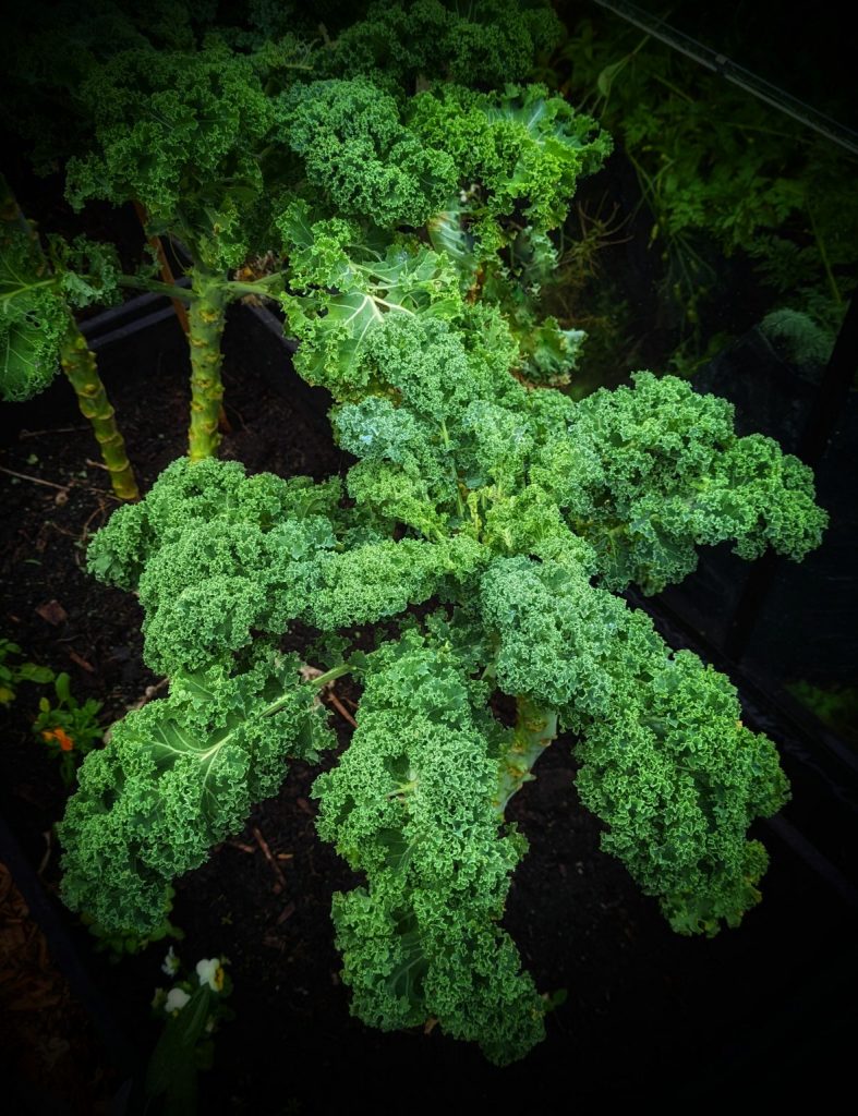 How to grow kale 