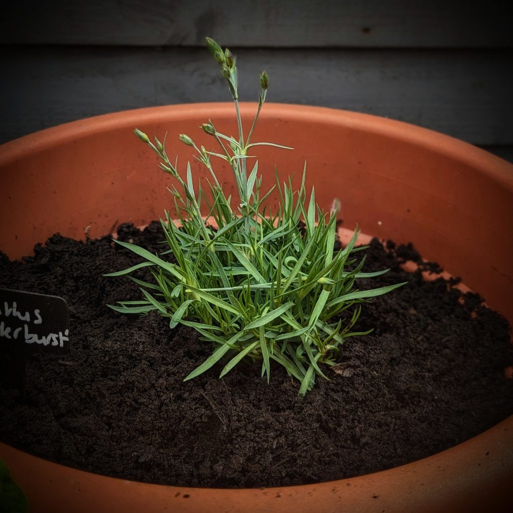 how to grow dianthus