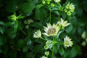 How To Grow The Shade Loving plant Astrantia and 8 Varieties To Try!