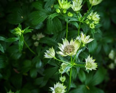 How To Grow The Shade Loving plant Astrantia and 8 Varieties To Try!