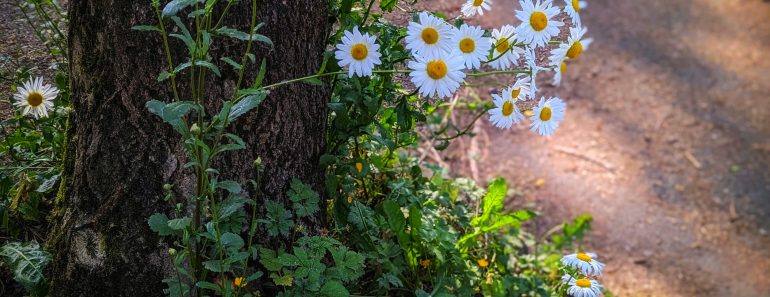 How To Grow Oxeye Daisy and 7 Interesting Facts You Probably Didn’t Know!