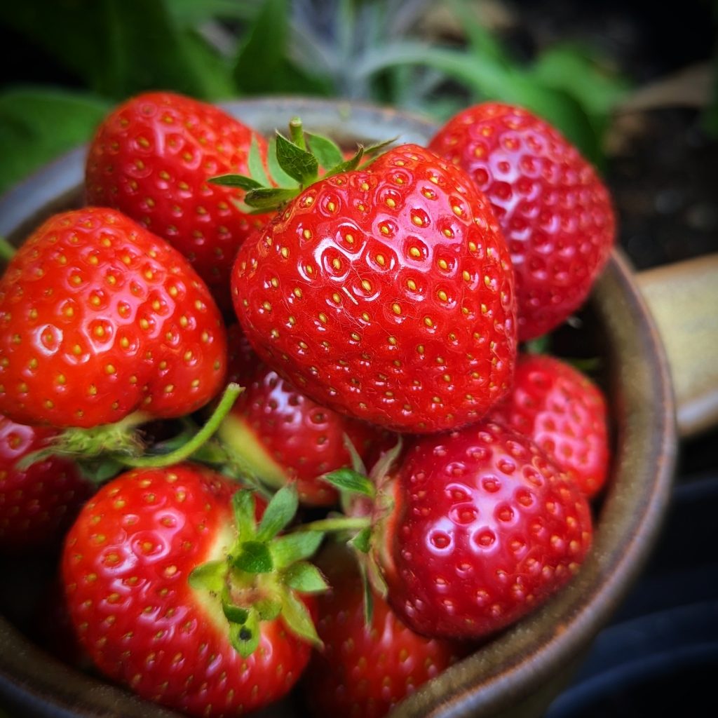 How to grow Strawberries