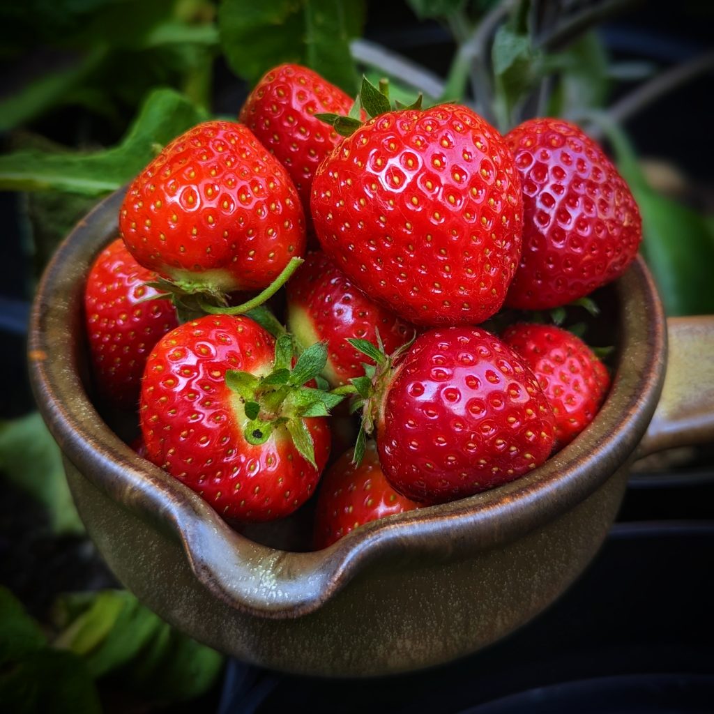 How To grow Strawberries
