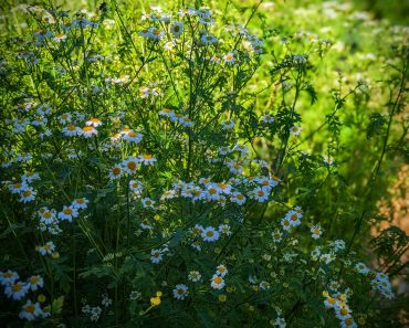 The Benefits of Feverfew Tea And How To Grow It