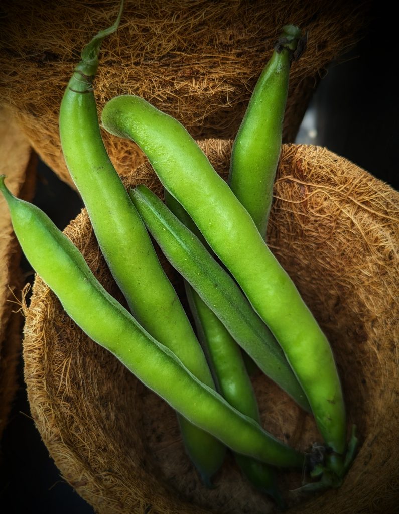 How to grow Broad beans
