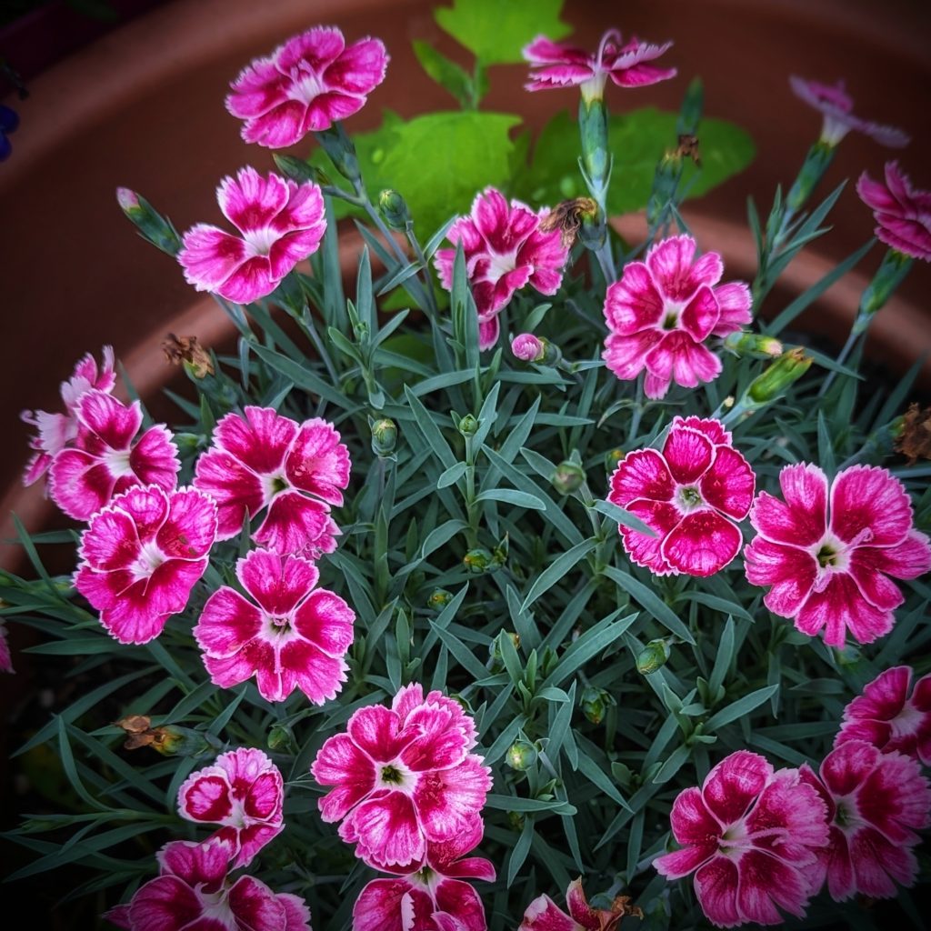 how to grow dianthus