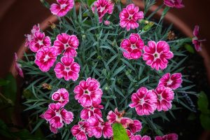 How To Grow and Care For Dianthus