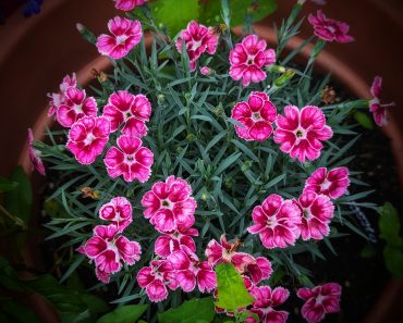 How To Grow and Care For Dianthus
