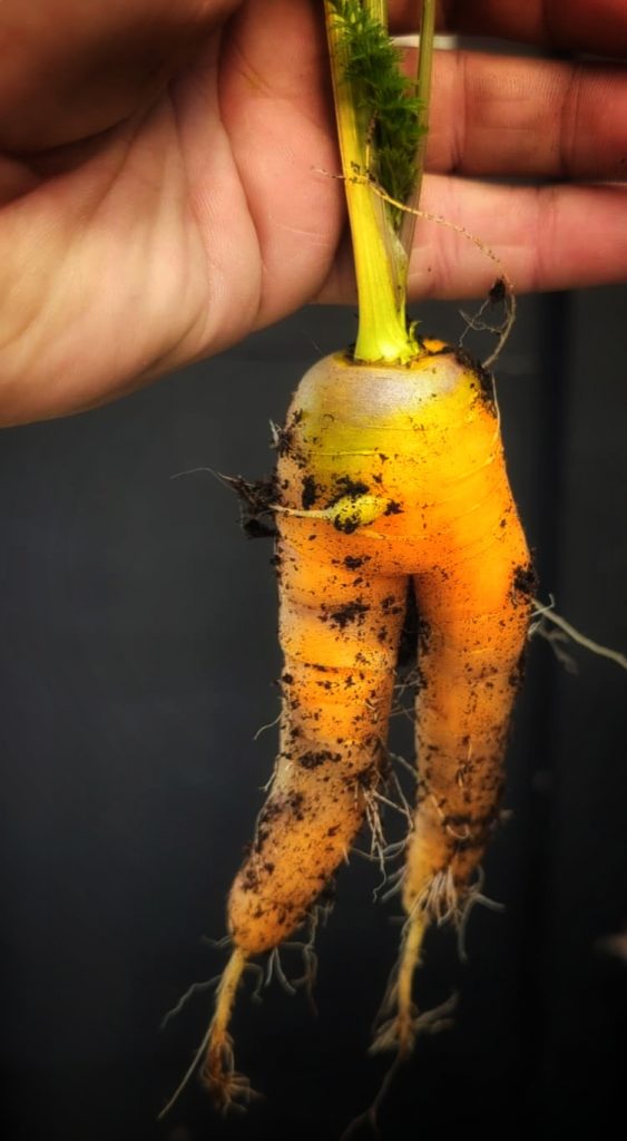 Wonky carrots 