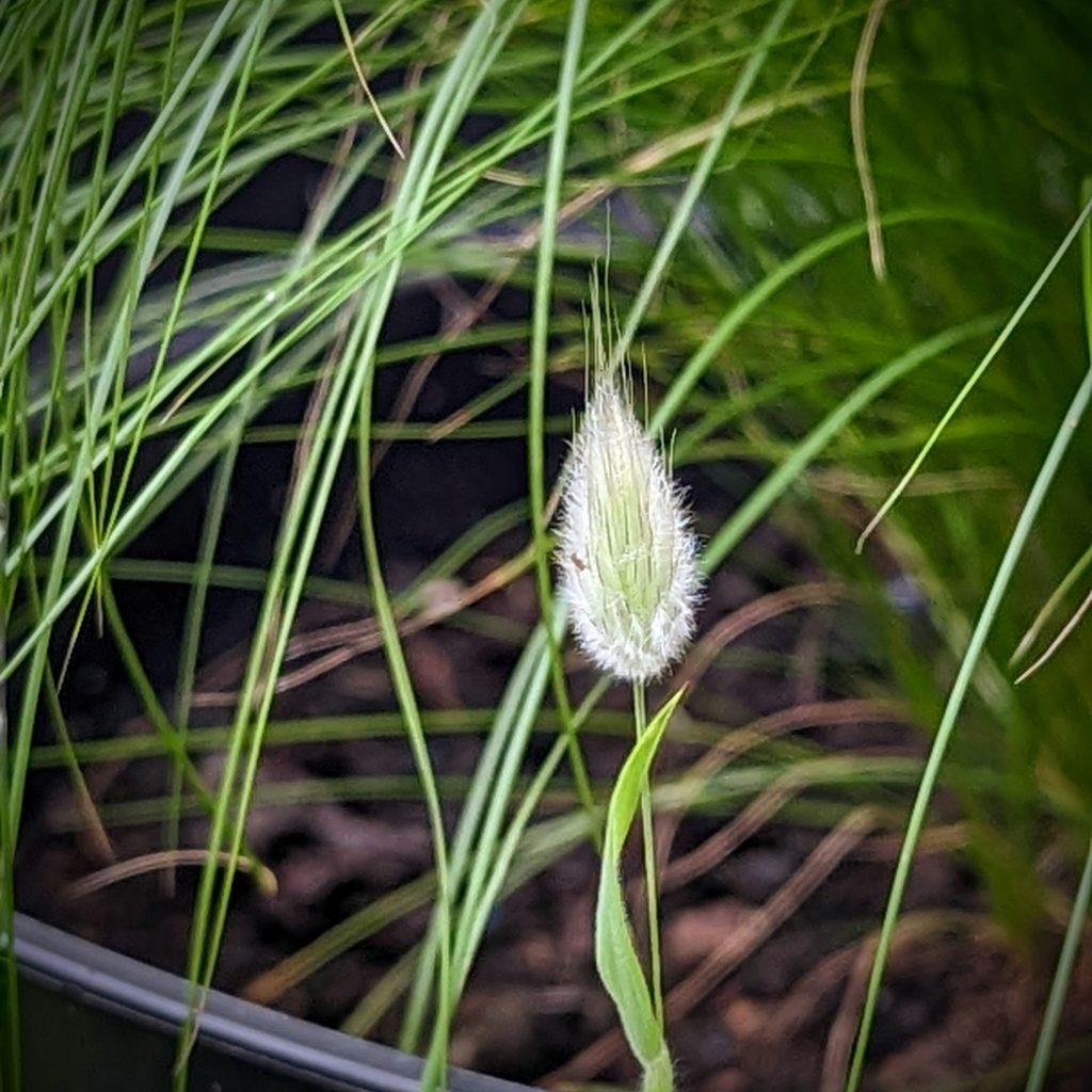Bunny Tail Grass