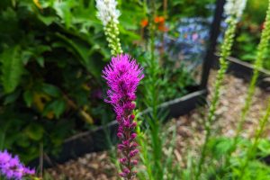 How To Grow Liatris Spicata The Feather Duster Of The Flower World!