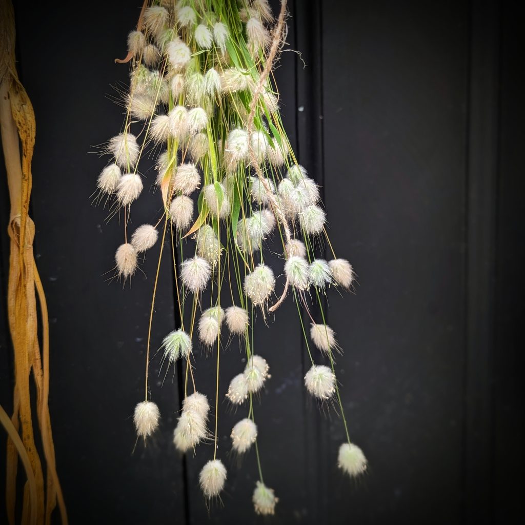 How To dry bunny tail Grass