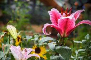 How To Grow Oriental Lilies For Vibrant Summer Flowers!