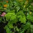How To Grow Parsley In Your Garden