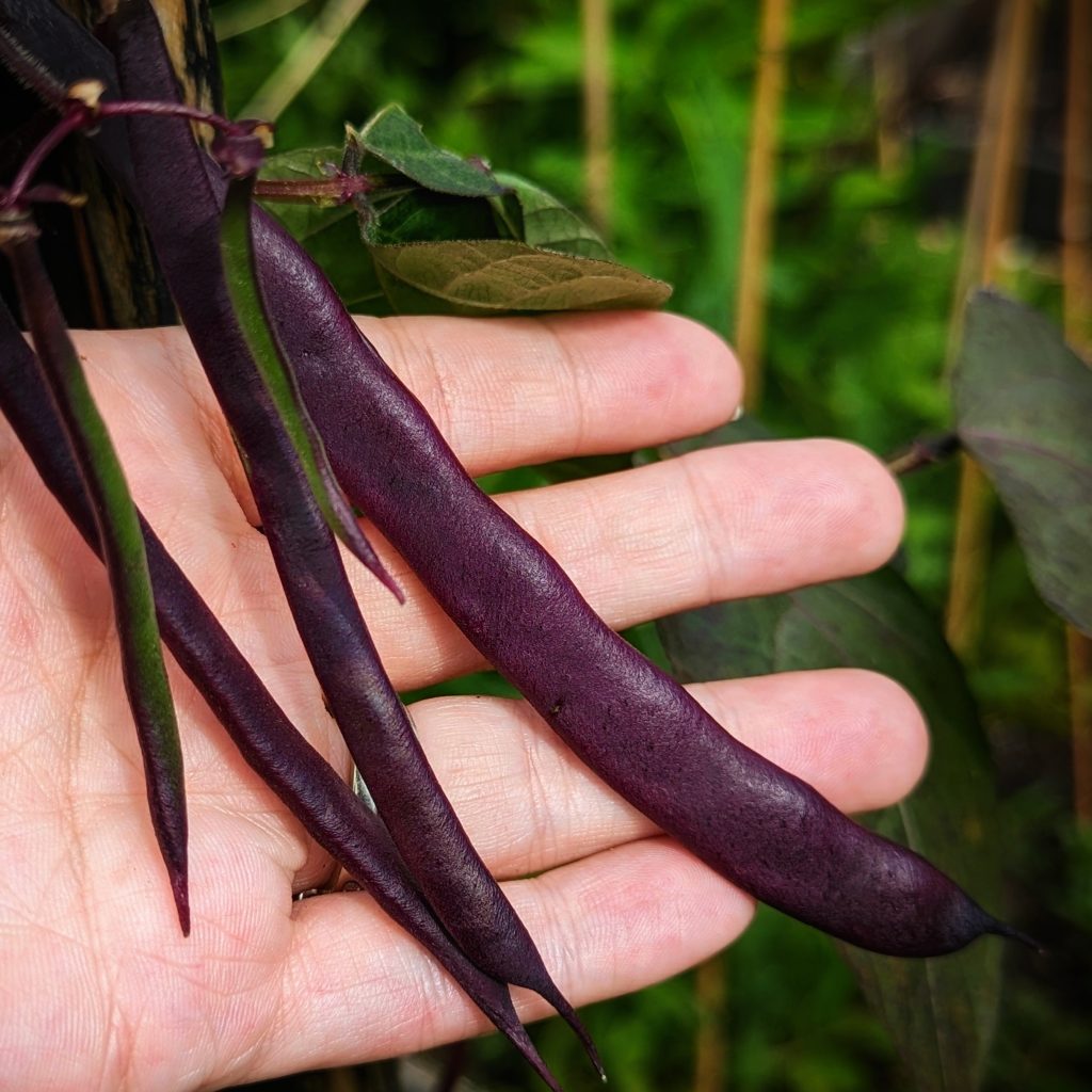 Blauhilde Purple Beans