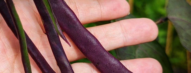 How To Grow Blauhilde Purple Beans!