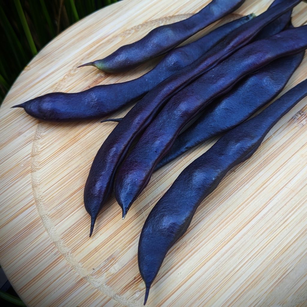 Blauhilde purple beans 