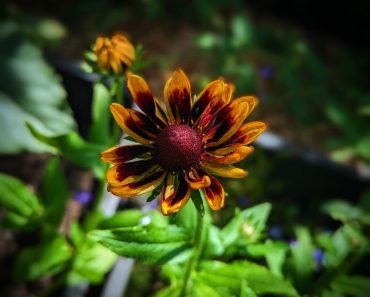 How To Grow Rudbeckia Hirta And 10 Reasons Why Their So Fabulous!