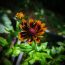 How To Grow Rudbeckia Hirta And 10 Reasons Why Their So Fabulous!
