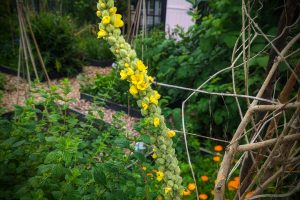 How To Grow Mullein- A Woolly Beauty That can Heal!