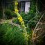 How To Grow Mullein- A Woolly Beauty That can Heal!