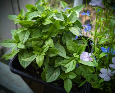 How To Grow Greek Basil And 3 Ways To Store It Long Term