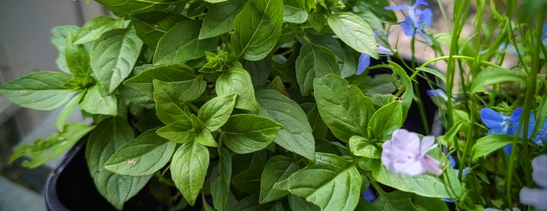 How To Grow Greek Basil And 3 Ways To Store It Long Term