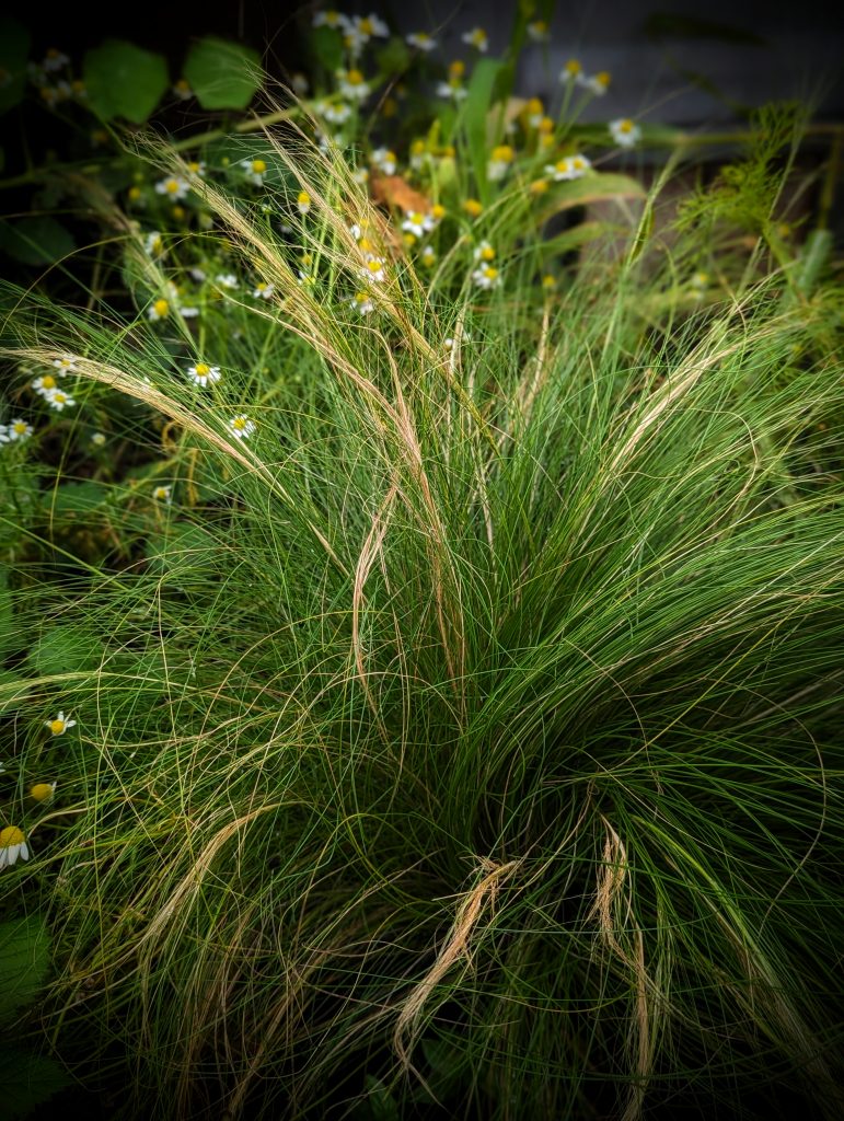 Stipa tenuissima Ponytail grass