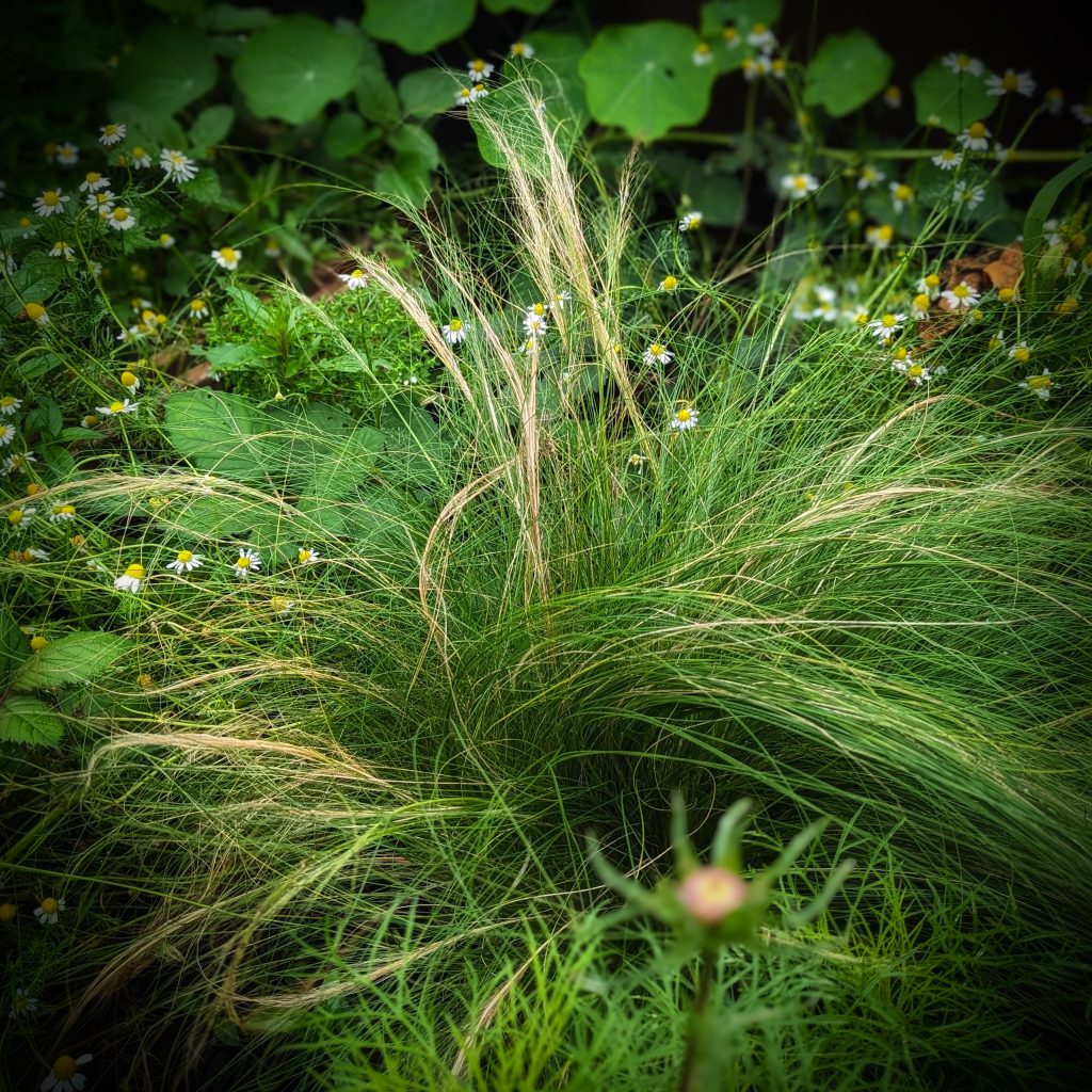 Stipa tenuissima Ponytail grass