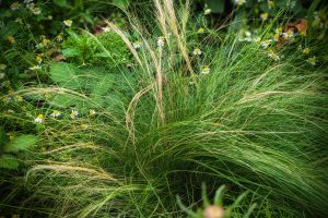 How To Grow Stipa Tenuissma / Ponytail Grass