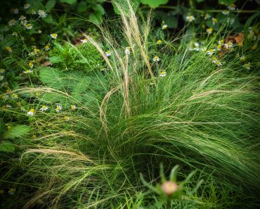 How To Grow Stipa Tenuissma / Ponytail Grass