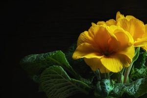 How To Grow Primrose In Your Spring Garden