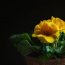 How To Grow Primrose In Your Spring Garden