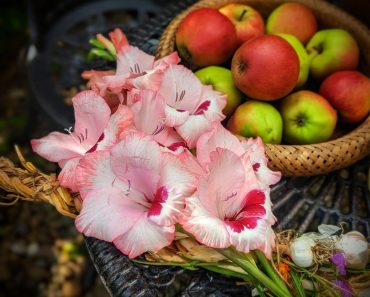 How To Grow Gladioli And Extend Their Vase life!