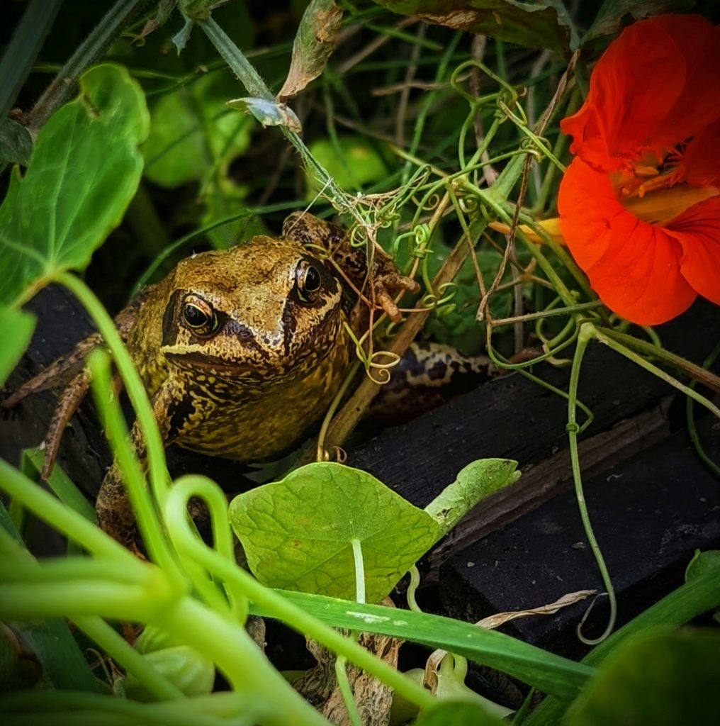 Frogs Garden