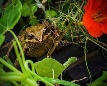 5 Ways To Attract Frogs And Toads Into Your Garden!