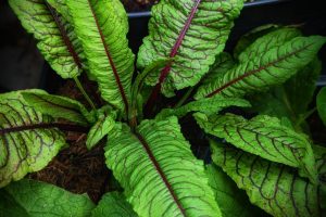How To Grow Red Veined Sorrel And 7 Ways To Eat it!