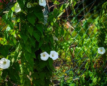 How To Identify And Deal With Bindweed!